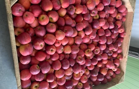 Продам яблуко Чемпіон, Пінола, Голден