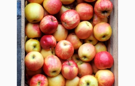 Продам Яблука гуртом за Вигідною ціною