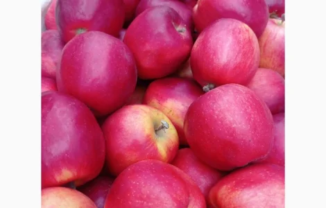 Продам яблука з власного саду