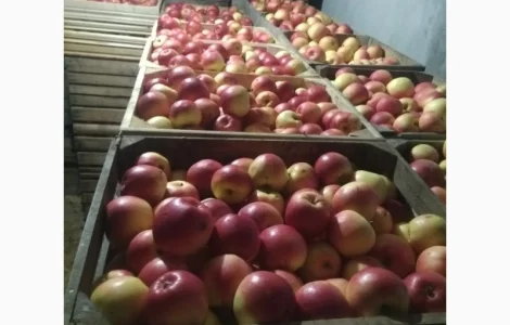 Продам яблука, чемпіон, пінова, ліголь, флоріна, снежний кальвін, голден, фуджи