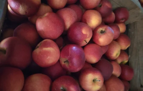 Продам яблука, лігольд, флоріна