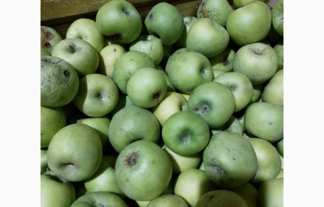 Продам яблука на сушку, сік, пюре, повидно