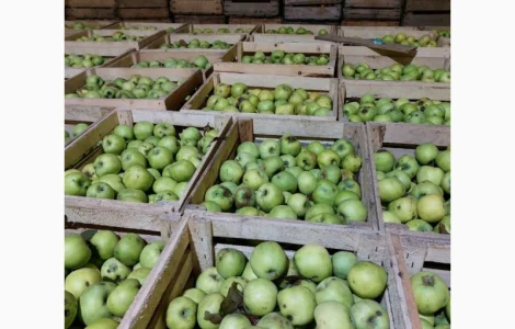 Продам яблука на сушку, сік, пюре