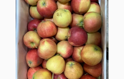 Яблоки оптом