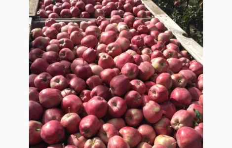 Яблука різних сортів