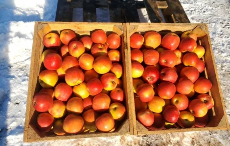 Продам ЯБЛУКА гурт: Голден, Джонаголд, Айдарет, Симеренко