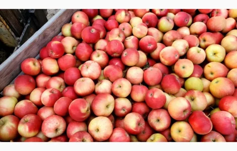 Яблука різних сортів гуртом
