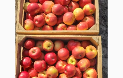 Продажа яблок гуртом: Симиренко
