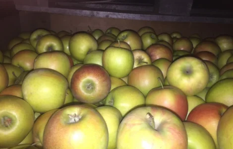 Продаем яблоки товарные и промпереработка врожай 2024 року. НДС