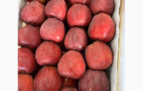 Продам яблука Ред Чіф