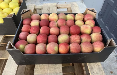 Продам яблука Фуджі