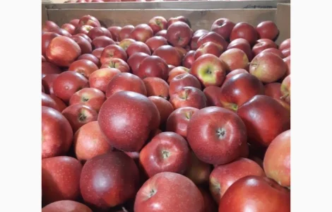 Продам яблуко чемпіон, чорний принц