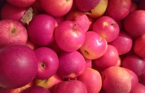 Продам якісні яблука різних сортів