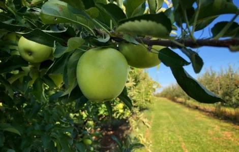 Реалізація яблук (Айдаред, Аскольд, Гала, Голден Делішес, Моді, Пінова, Семеренко, Чемпіон
