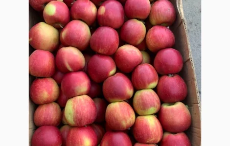 Продам яблука різних сортів гарноі якості