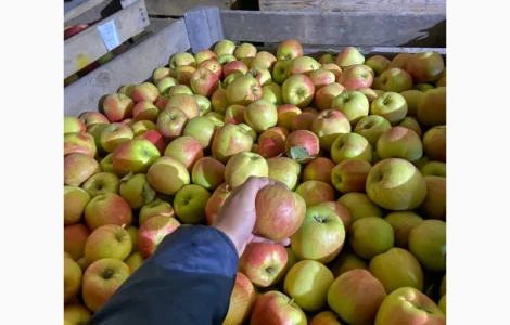 Продаються яблука сорту «Чемпіон» та «Пінова»