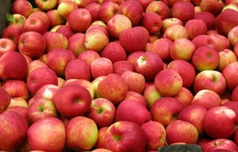 Купимо яблука для переробки