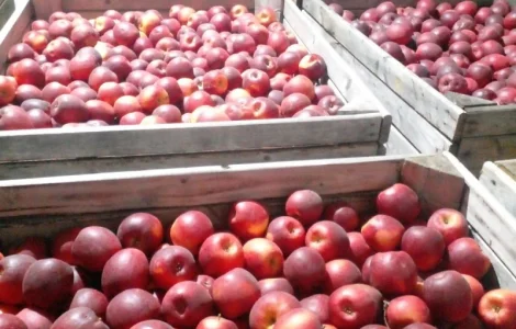 Продаємо яблука відмінної якості