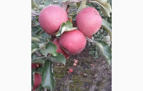 Продажа яблок сортов Декоста, Голден, Фуджи и других