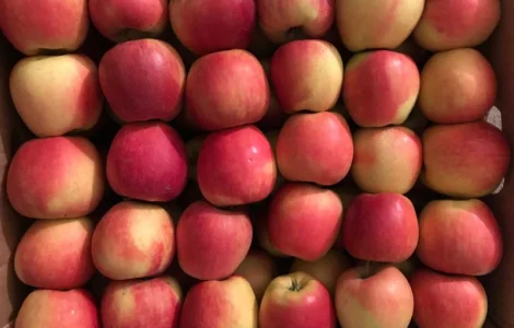 Продам яблука сорту Чемпіон