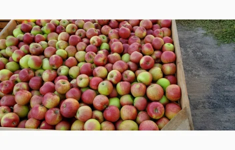 Яблуко на переробку