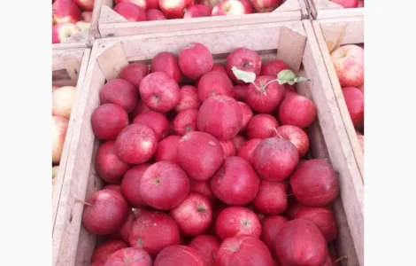 Продам яблука оптом