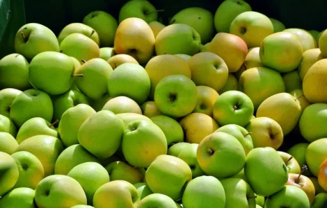 Купимо для переробки яблука