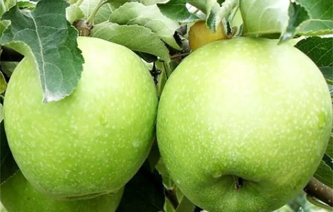 Продам яблоки урожай 2022 года сорта Голден, Грени Смит, Симиренко Фуджи