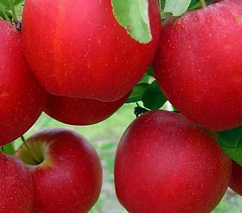 Продам Яблоко урожай 2021 год сорта :Гала, Вилтон Голден Днепропетровская