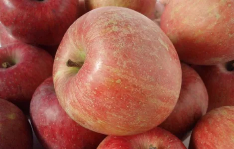 Продам Яблоки урожая 2021 года Сорт Симиренко, Голден Делишес, Фуджи, Грени Смит