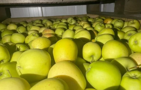 Продам яблука Аріва Пінова