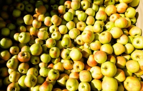Купимо яблука переробка