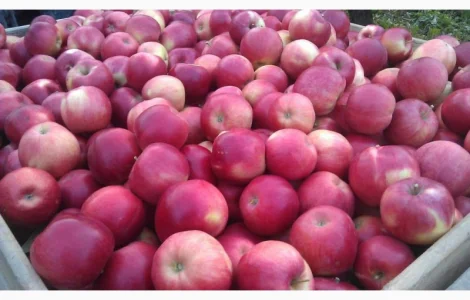 Купимо яблука на переробку