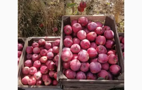 Продам яблоки сорта Флорина и айдарет