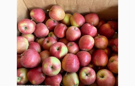 Допомога в пошуку та заготівлі яблук