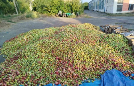 Купуємо яблука на переробку по Україні