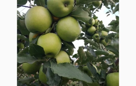 Куплю Яблука (бюджет)