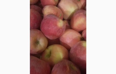 Продам яблука різних сортів: Пінова, Симеренка, Лігольт, Декоста, Фудж