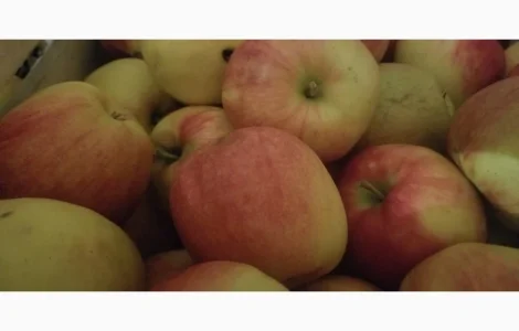 Продам яблука різних сортів: Голден