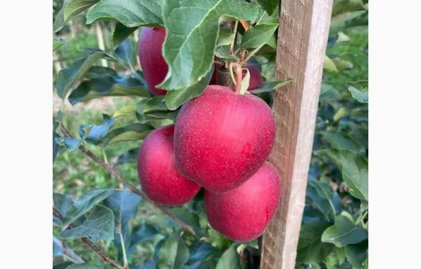 Продам яблука: фуджі, голден, джеромін, Вінницька обл