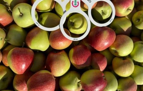 Яблука Лігольд