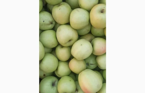 Яблука Голден, Айдаред, Флорина