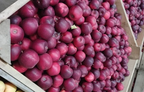 Продам яблука різних сортів гарної якості