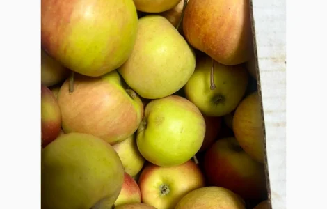 Продам Яблуко, Чемпіон