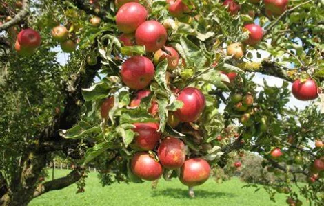 Закуповуємо яблоко на сік та підбір оптом від 20 тонн