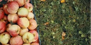 Купуємо яблука на сік крупний опт від 10 тонн