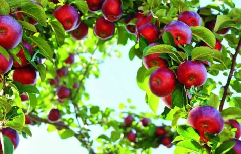 Шукаємо постачальників яблук першого та другого сорту оптом від 20 тон по всій Україні