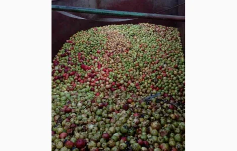 Купую яблука для соку Полтавська