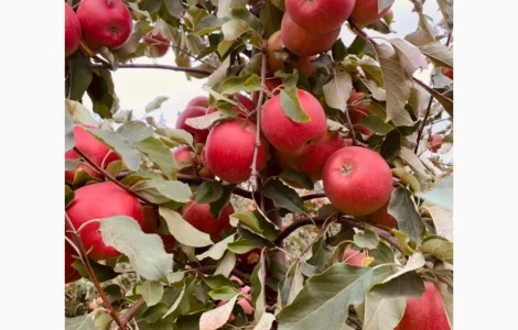 Продам яблука сортів Чемпіон, Голден