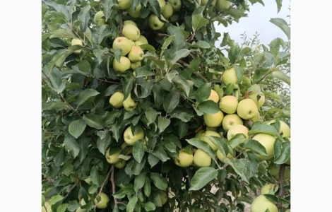 Продам яблука сорту Айдаре, Голден, Чемпіон